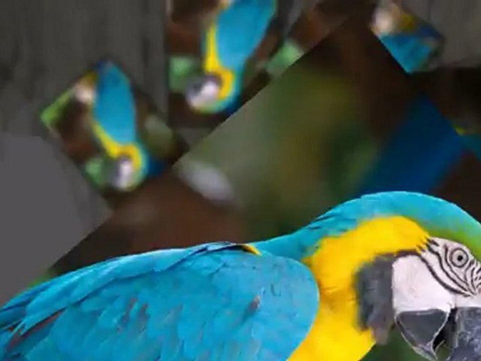 Pet Trust Services in Cincinnati OH - The Zimmer Law Firm