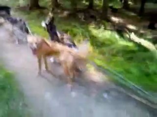 Huskyhof-Waldviertel Training 20.09.2012-8