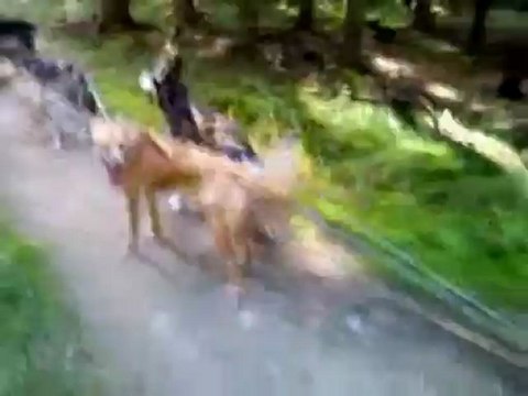 Huskyhof-Waldviertel Training 20.09.2012-8