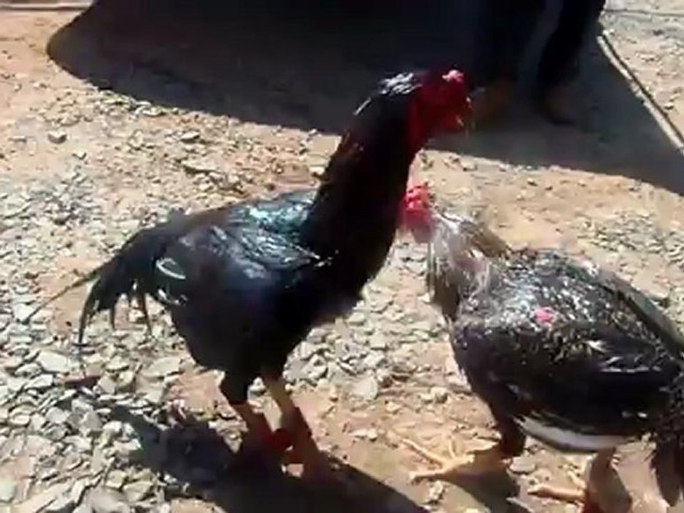 Rasta vs King Black (20sep12)