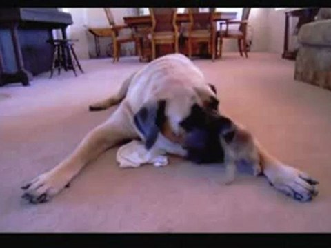 Chihuahua_Plays_with_English_Mastiff1 bonno van der putten