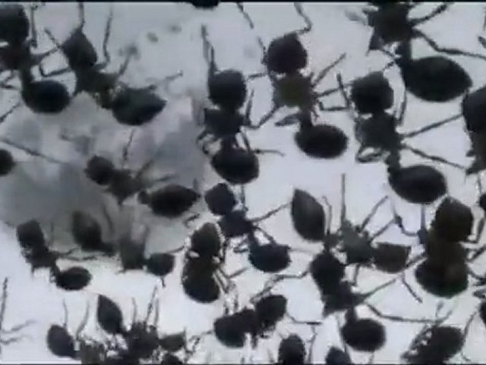 Extraordinaires Facultés Des Fourmis