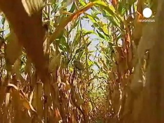 Ogm e pesticidi causa di gravi tumori nei topi.