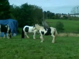 Pouliche irish cob 1 an à vendre