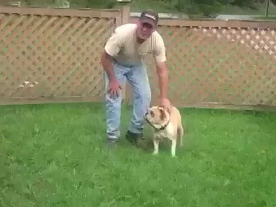 Conozca a Mudd, el perro acróbata