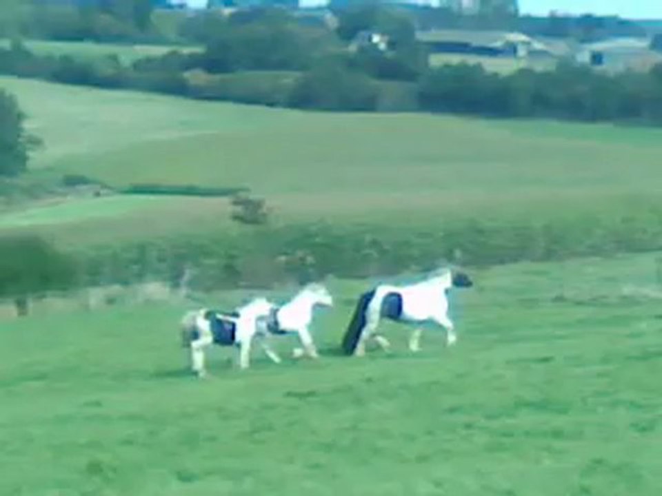 Pouliche irish cob 1 an à vendre
