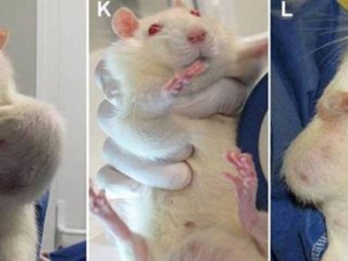 ZAPPING ACTU DU 20/09/2012 -  Les OGM de Monsanto en accusation