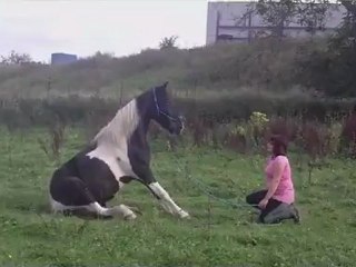 jeriko le cheval de ma vie