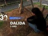 Adoptez Dalida