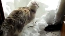 Кот в роли дворника
