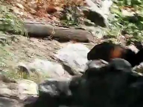 Отважный поросенок