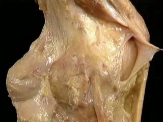 lower limb--part 2(a)-cut