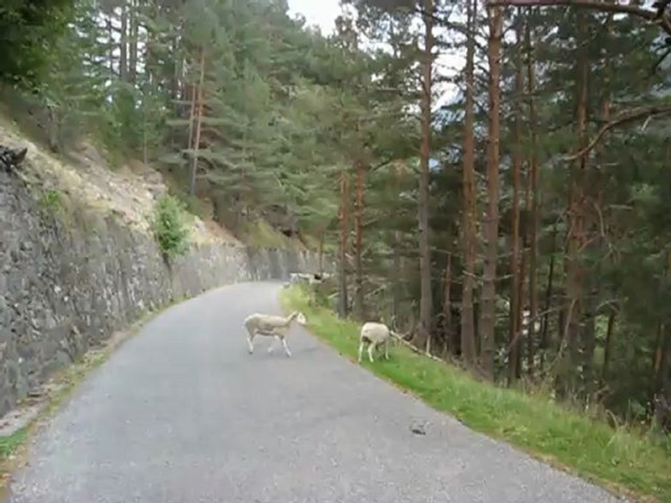 Jour 6 - Les Brebis - Les pyrénées d'Ouest en Est - Sept 2012