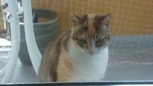 Chat enfermé