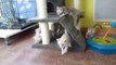 Magic Bengal Cattery - silver snow kittens