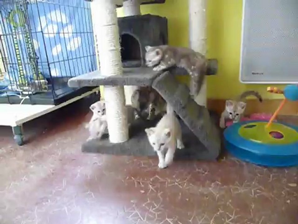 Magic Bengal Cattery - silver snow kittens