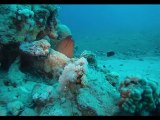 64 m dive at the lighthouse dahab egypte HD