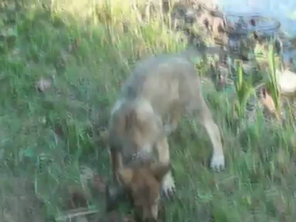 hinka video 1