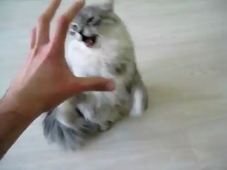 My Funny Screaming Cat
