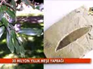 FOSİLLER "EVRİM YOK" DİYOR