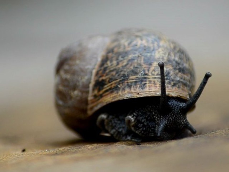 Snail