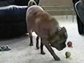Dog Fits Three Tennis Balls in His Mouth