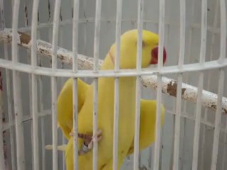 Parrot reciting Kalma_(360p)