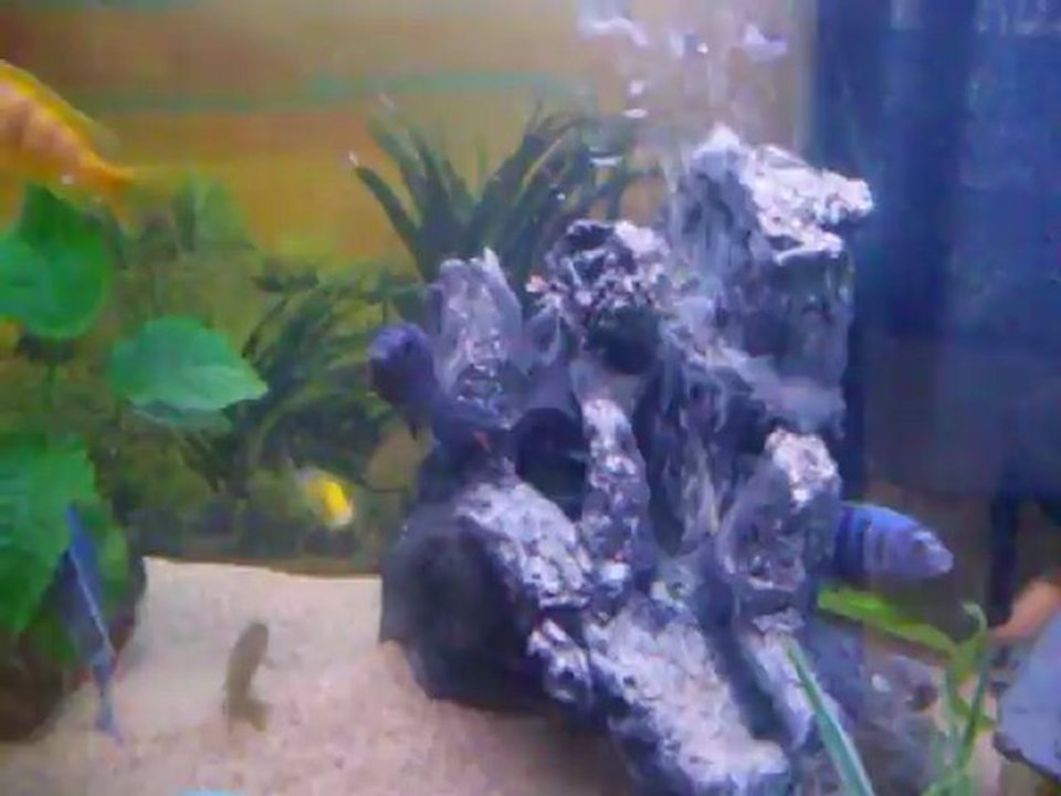 Notre baignoire à Cichlidés Malawi 600 l