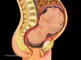 Atlas Infantil Animado de Anatomia - Sistema Reproductivo