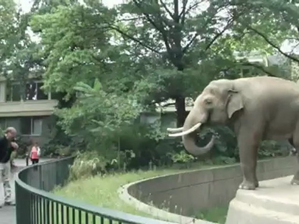 Un éléphant asperge un homme avec du caca.