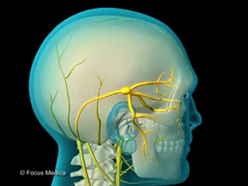Neurology and Psychiatry_ (Animated Pocket Dictionary)