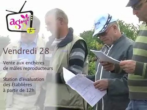 Annonce Vente taureaux - les Etablières - La Roche sur Yon