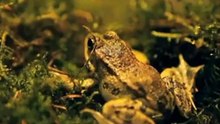 Mes ancêtres et moi (La fin des croyances créationnistes)