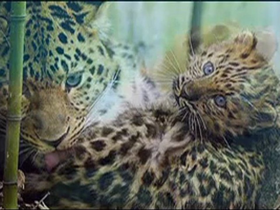 Nie ma jak u mamy-♥♥♫ ♫ ♫ mama świata zwierząt