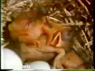 TVOntario Profiles of Nature intro 1987