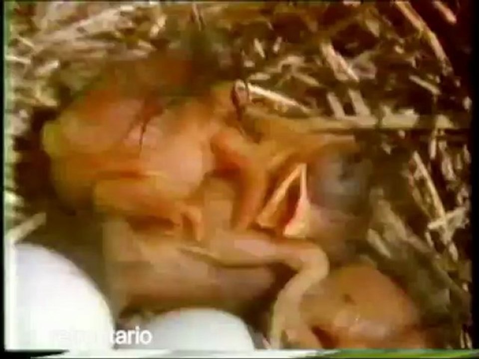 TVOntario Profiles of Nature intro 1987