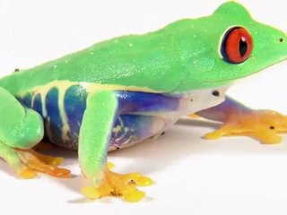 Globe University: Veterinary Technician School