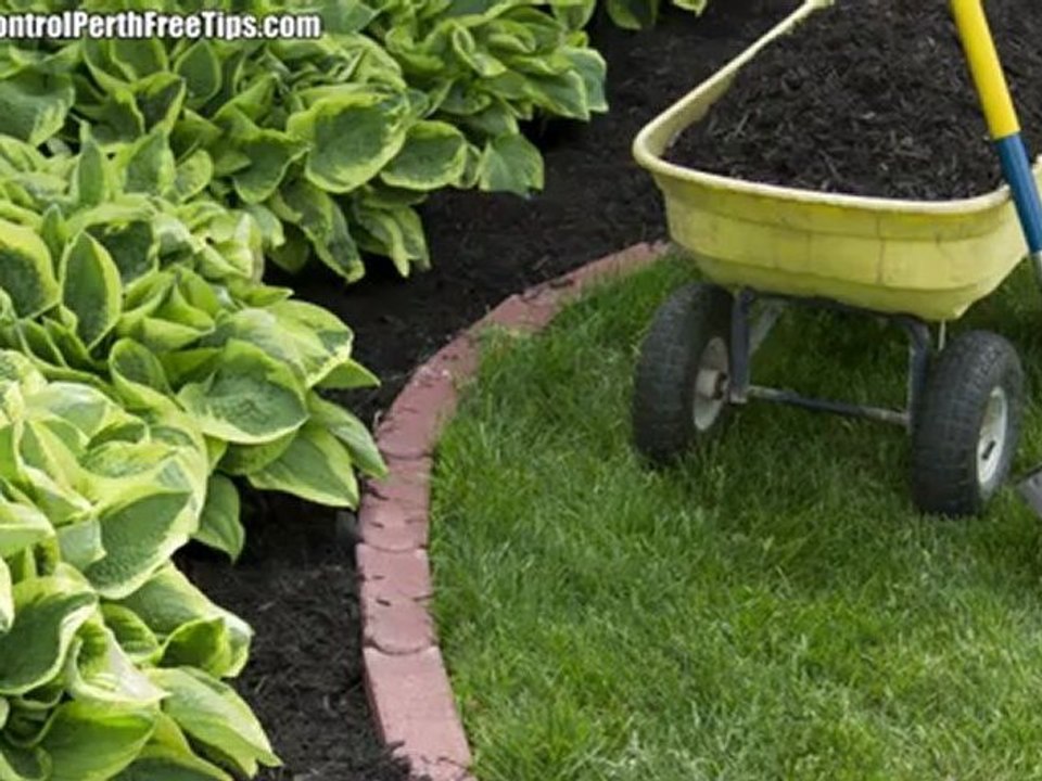 White Ant Inspection Perth – Prevention Tips