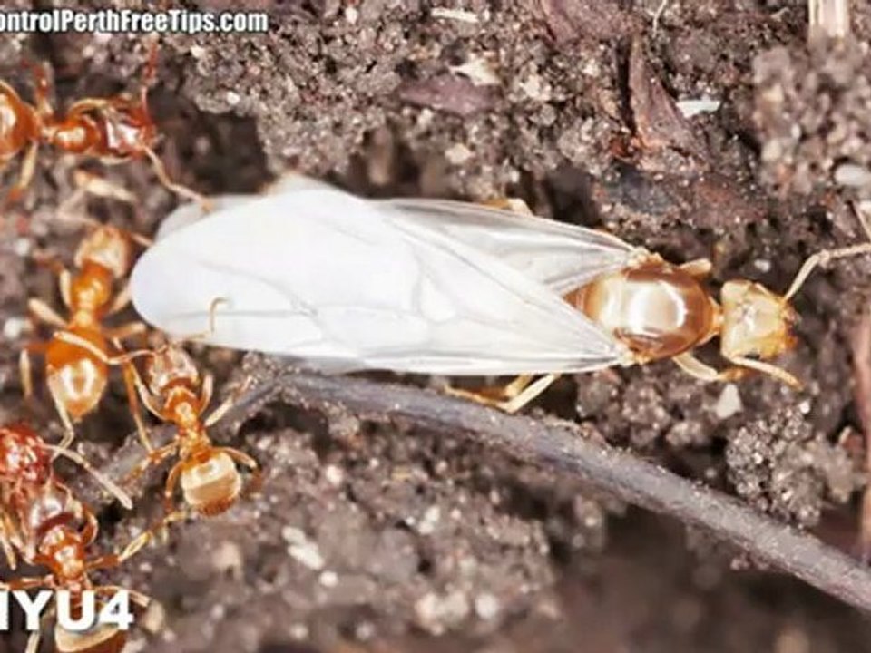 Ant Pest Control Perth - Treating Specific Species