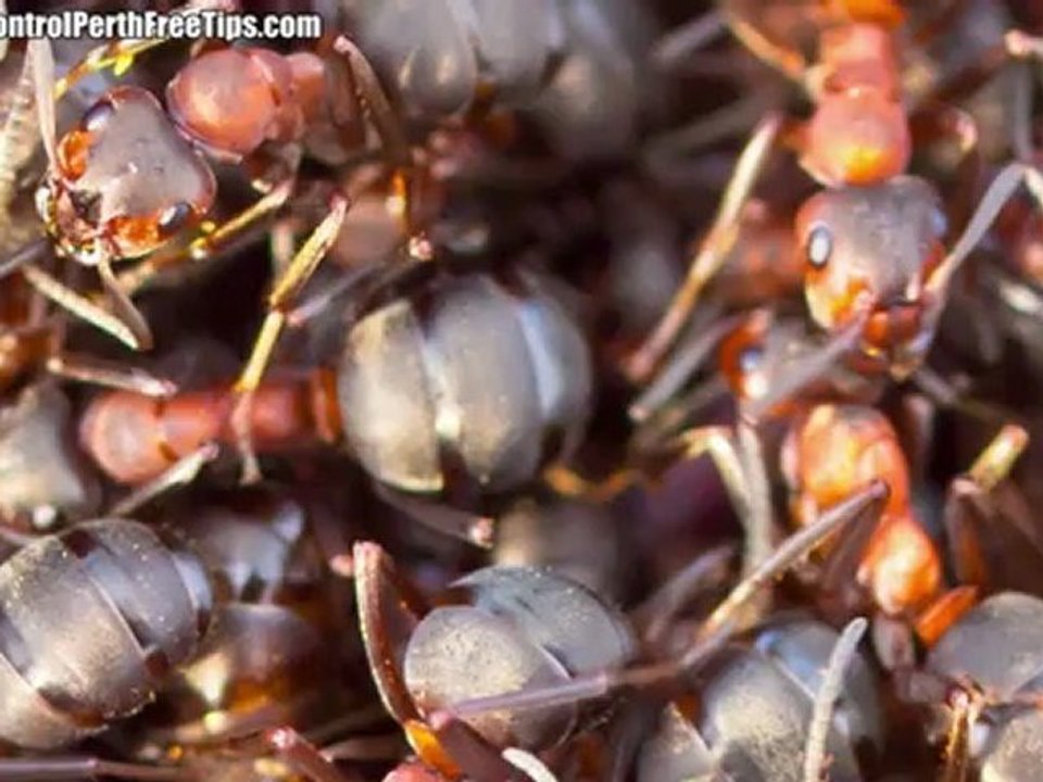 Ant Control Perth - A Foreign Invasion