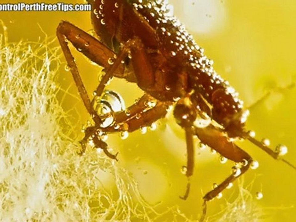 Bed Bugs Perth - What’s For Desert?... You!