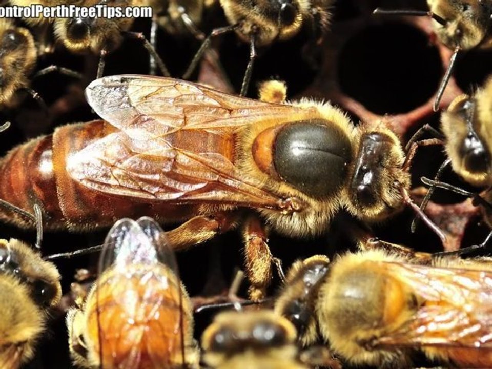 Pest Control Perth  - Bee Removal