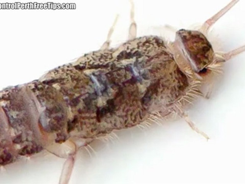 How To Get Rid Of Silverfish – Perth’s Best Solution