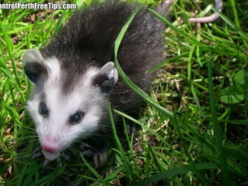 Possum Removal – Perth’s Best Solution