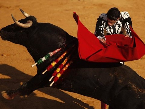 French Constitutional Council Declares Bullfighting Legal