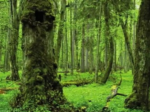 Custom Blinds Southlake TX | 817-631-0352