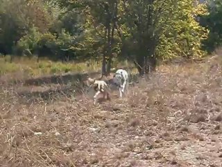 Redden et son copain Domino 21-09-2012