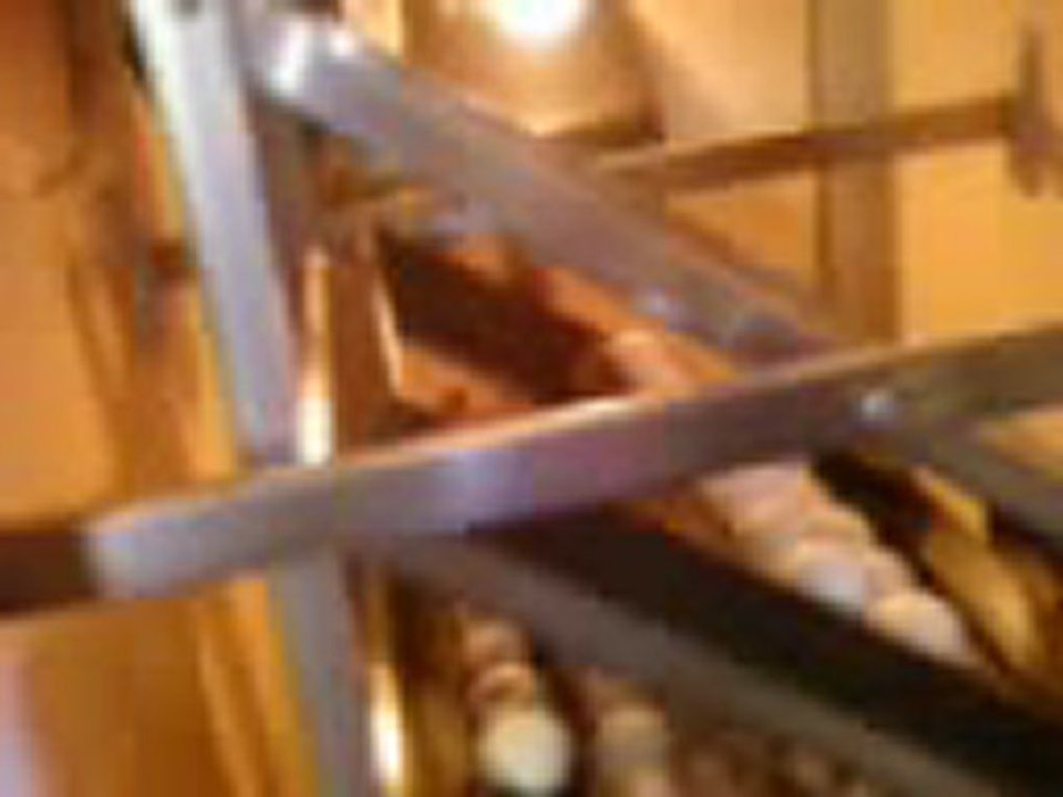 Bıldırcın çiftliğim