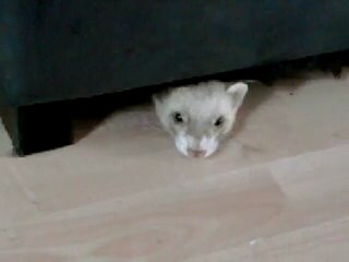 skippy mon furet