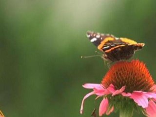 Climate change tops Chicago priority list